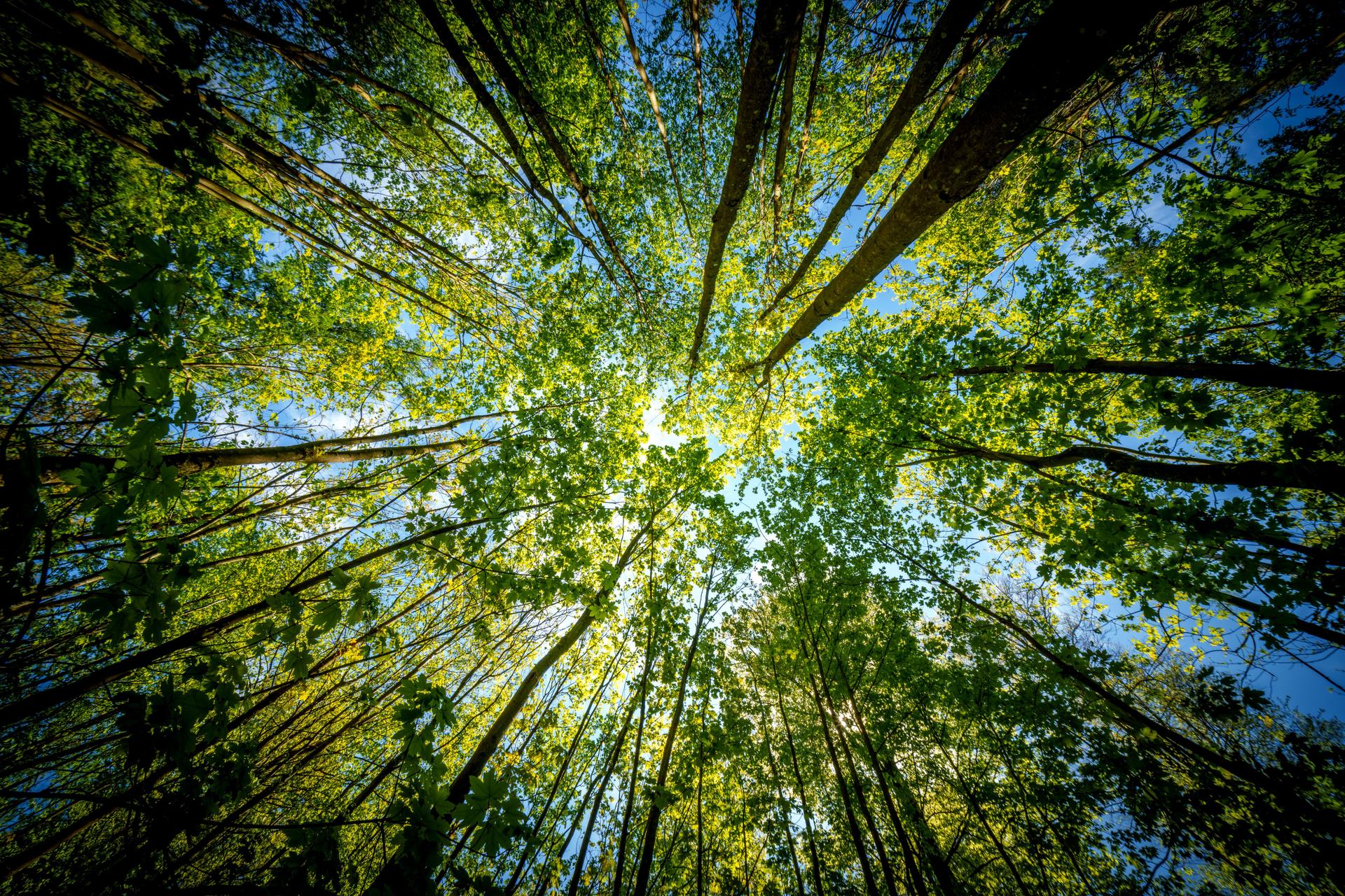 a view up into the trees direction sky - sustainability picture - stock photo - sunstar